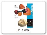 P-J-004